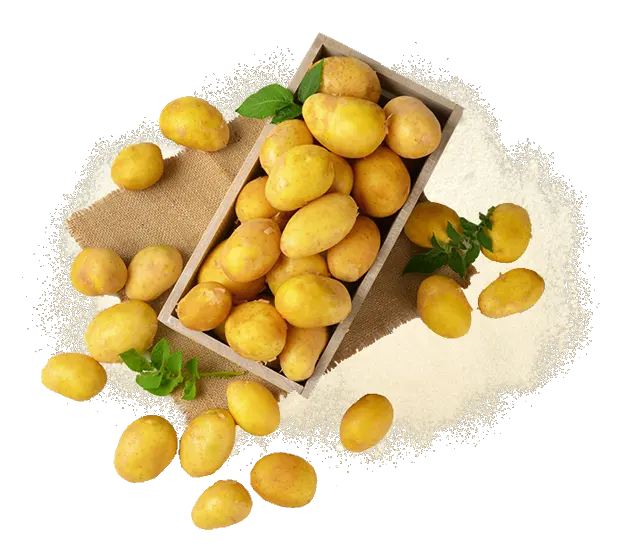 Bulk Potato Flakes