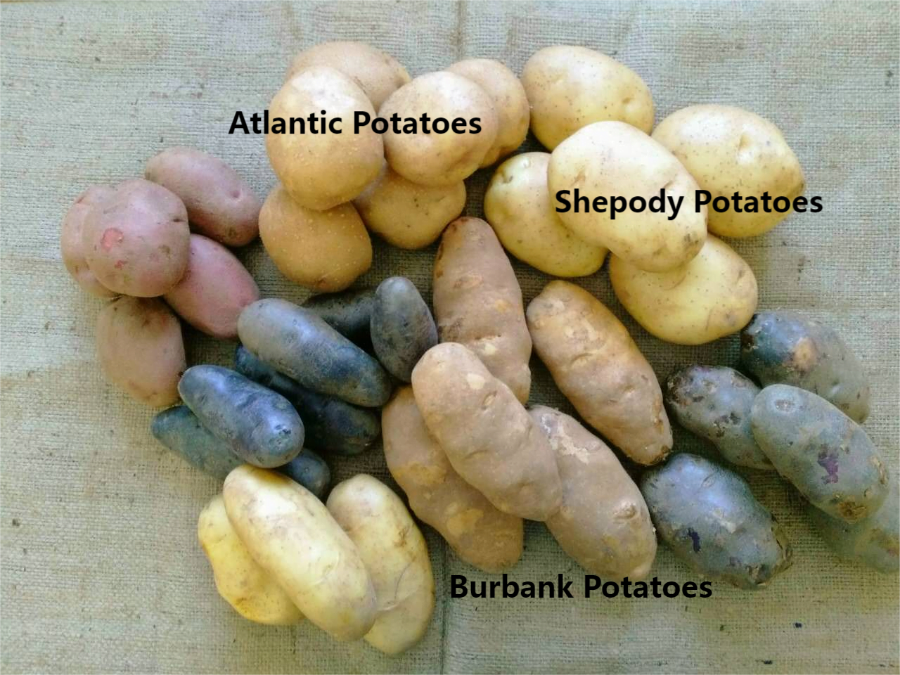 Potato Flakes | What Potato Varieties are used for the production?