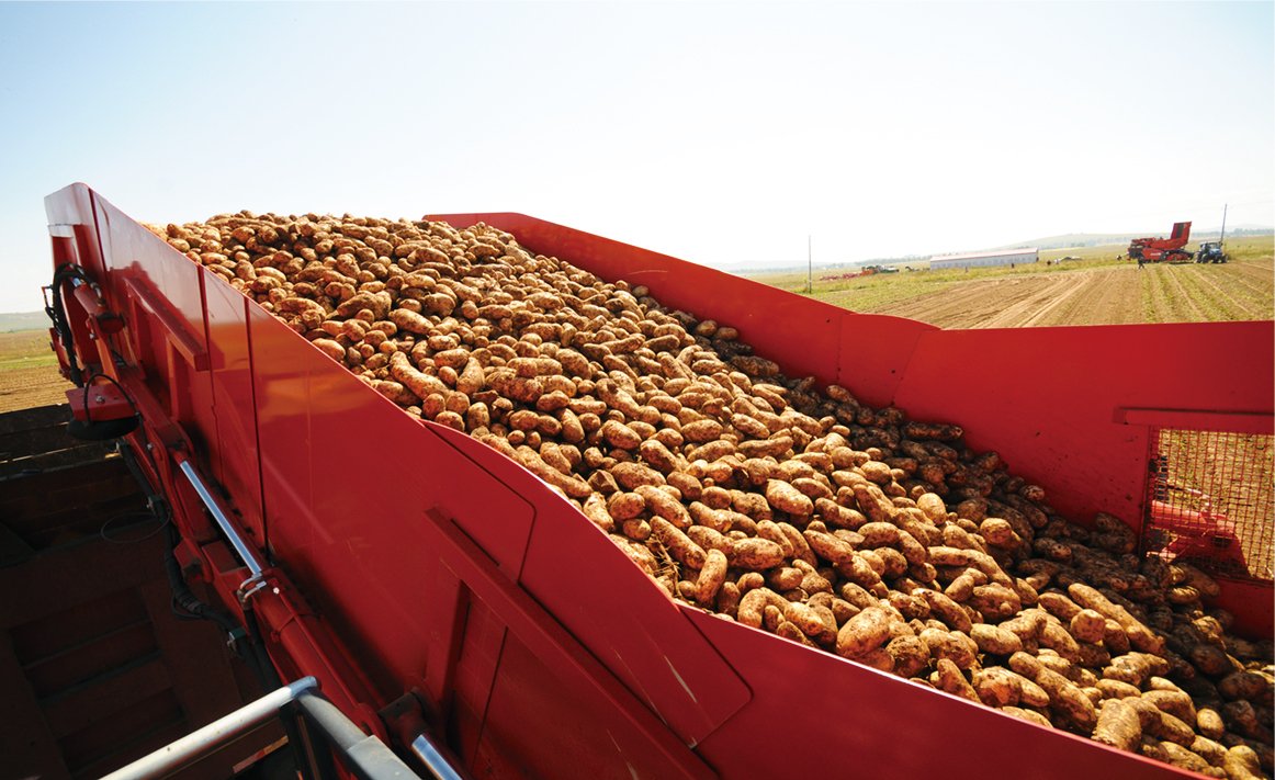 What Potatoes are Best for Mashed Potatoes?