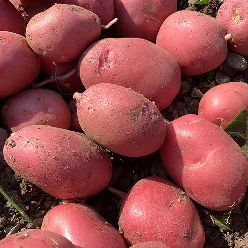 Red Seed Potatoes For Sale - China Popular Potato Seeds