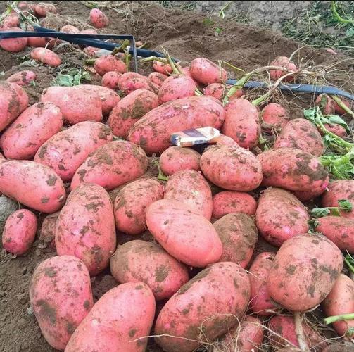 Red Seed Potatoes For Sale - China Popular Potato Seeds