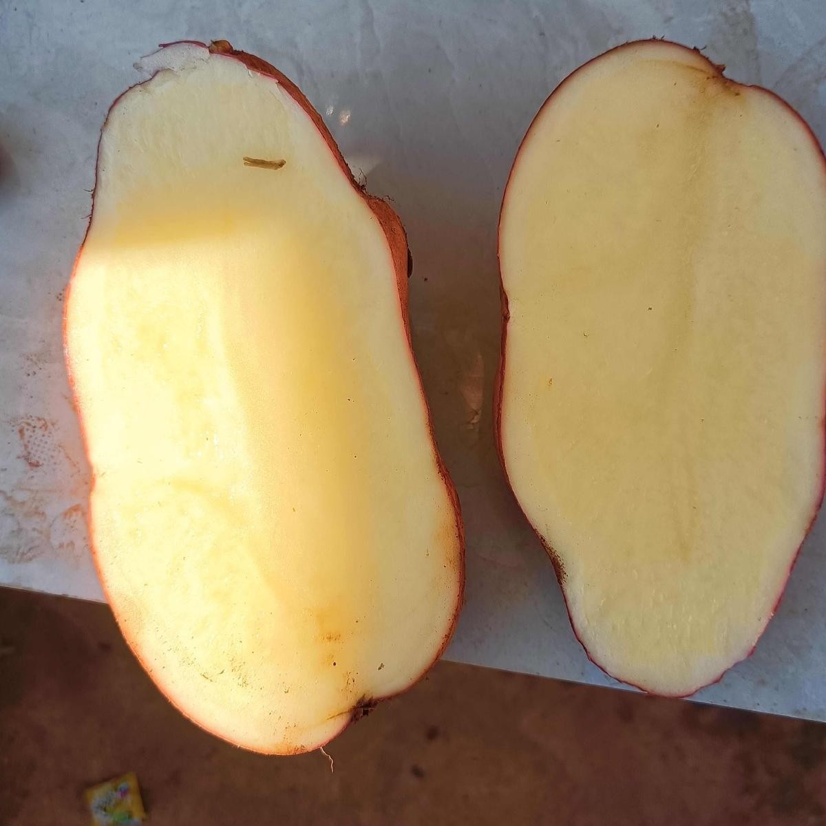 Red Seed Potatoes For Sale - China Popular Potato Seeds